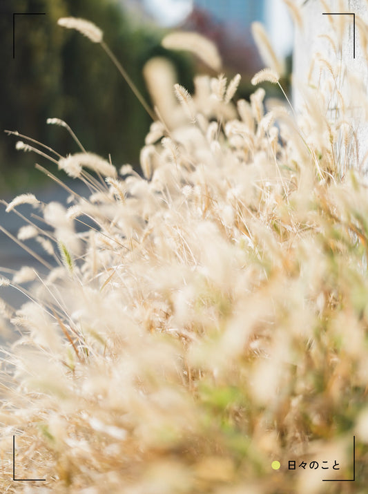 11.25 Tue. ｜ ラーメンの思い出