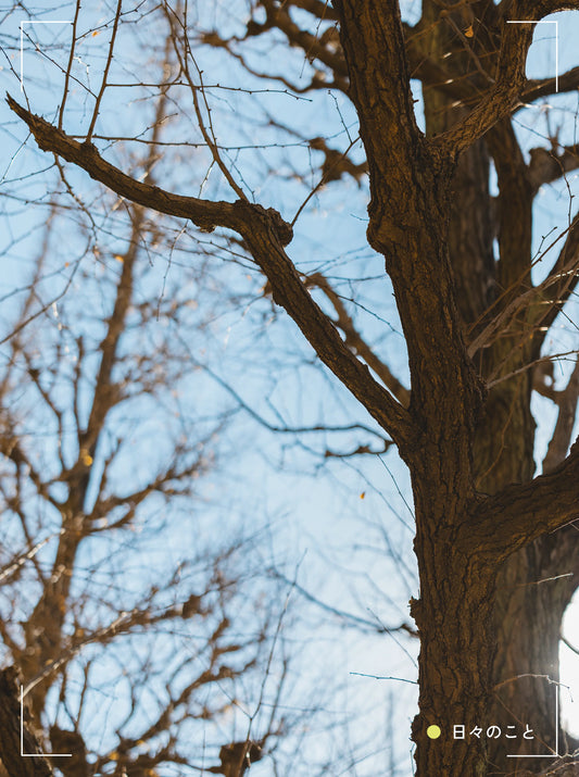 12.17 Wed. ｜ せっかくがっかりの法則